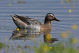 Image. Garganey