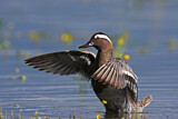 Image. Garganey