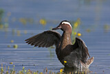Image. Garganey