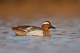 Image. Garganey