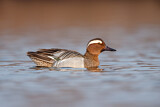 Image. Garganey