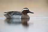 Image. Garganey