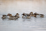 Image. Garganey