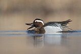 Image. Garganey