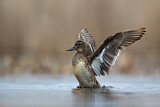 Image. Garganey