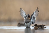 Image. Garganey