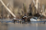 Image. Garganey