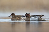 Image. Garganey