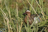 Image. Garganey