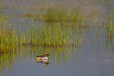 Image. Garganey