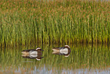 Image. Garganey