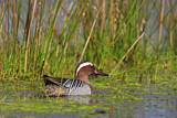 Image. Garganey