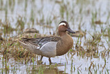 Image. Garganey