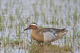 Image. Garganey