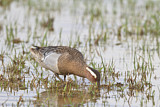 Image. Garganey