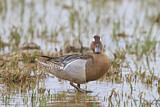 Image. Garganey