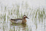 Image. Garganey