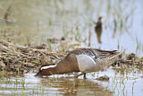 Image. Garganey