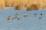 Image. Garganey