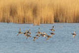 Image. Garganey