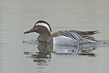 Image. Garganey