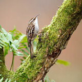 Image. Gartenbaumläufer
