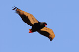 Image. Gaukler