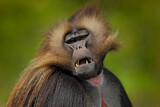 Image. Gelada