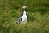 Image. Gelbaugenpinguin
