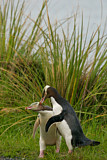 Image. Gelbaugenpinguin