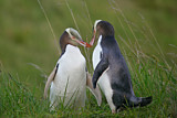 Image. Gelbaugenpinguin