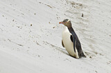Image. Gelbaugenpinguin