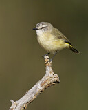 Image. Gelbbürzel-Dornschnabel