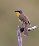 Image. Gelbbrust-Waldsänger