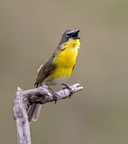 Image. Gelbbrust-Waldsänger