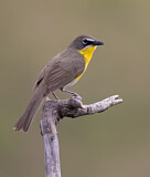 Image. Gelbbrust-Waldsänger