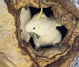 Image. Gelbhaubenkakadu