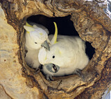 Image. Gelbhaubenkakadu