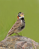 Image. Gelbkehl-Spornammer