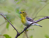 Image. Gelbkehlvireo