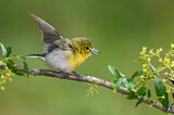 Image. Gelbkehlvireo