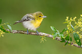 Image. Gelbkehlvireo