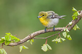 Image. Gelbkehlvireo