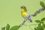 Image. Gelbkehlvireo