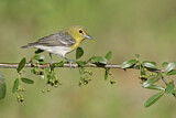 Image. Gelbkehlvireo