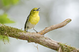 Image. Gelbkehlvireo