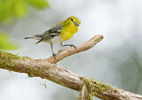 Image. Gelbkehlvireo