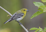 Image. Gelbkehlvireo