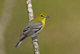 Image. Gelbkehlvireo