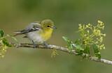 Image. Gelbkehlvireo